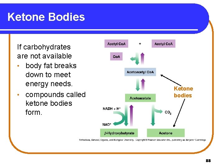 Ketone Bodies If carbohydrates are not available • body fat breaks down to meet
