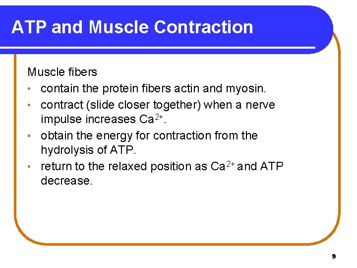 ATP and Muscle Contraction Muscle fibers • contain the protein fibers actin and myosin.