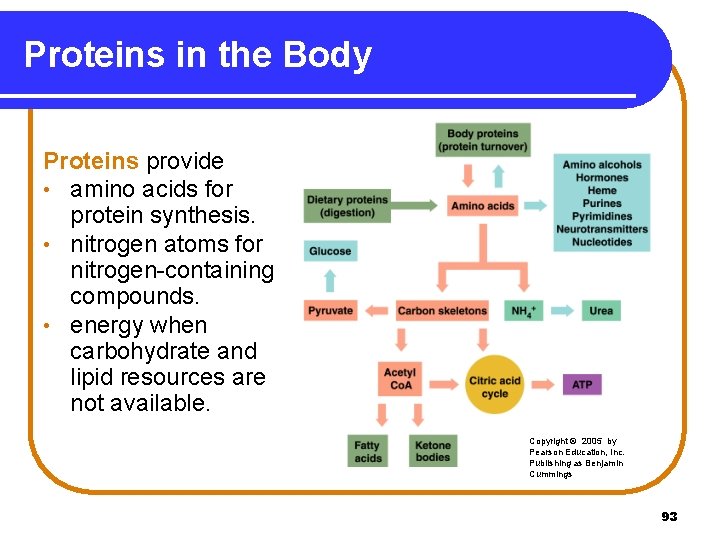 Proteins in the Body Proteins provide • amino acids for protein synthesis. • nitrogen