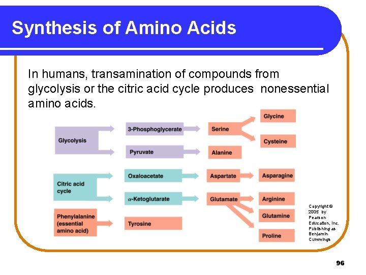 Synthesis of Amino Acids In humans, transamination of compounds from glycolysis or the citric