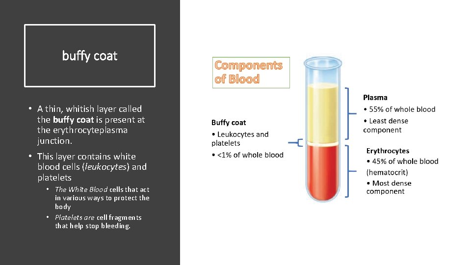buffy coat • A thin, whitish layer called the buffy coat is present at
