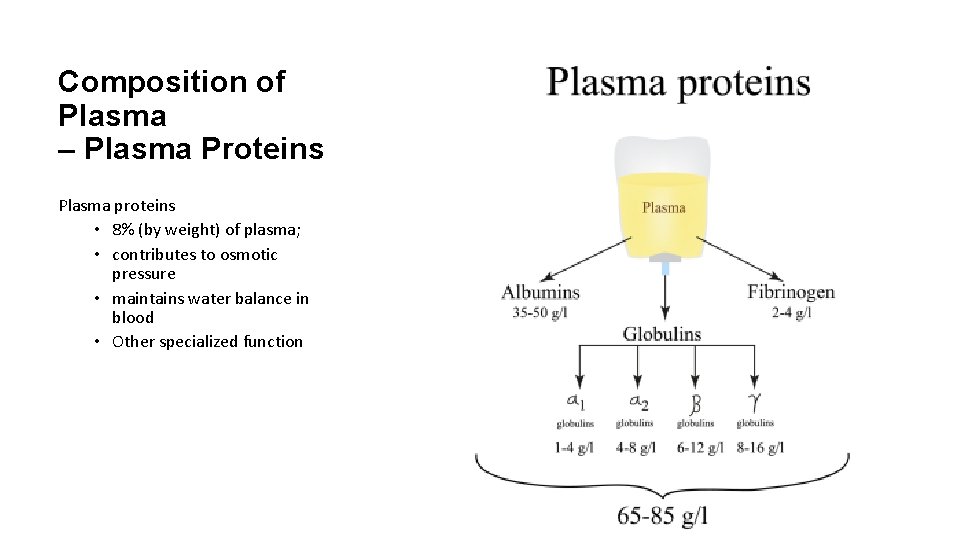 Composition of Plasma – Plasma Proteins Plasma proteins • 8% (by weight) of plasma;