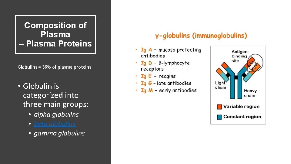 Composition of Plasma – Plasma Proteins Globulins = 36% of plasma proteins • Globulin