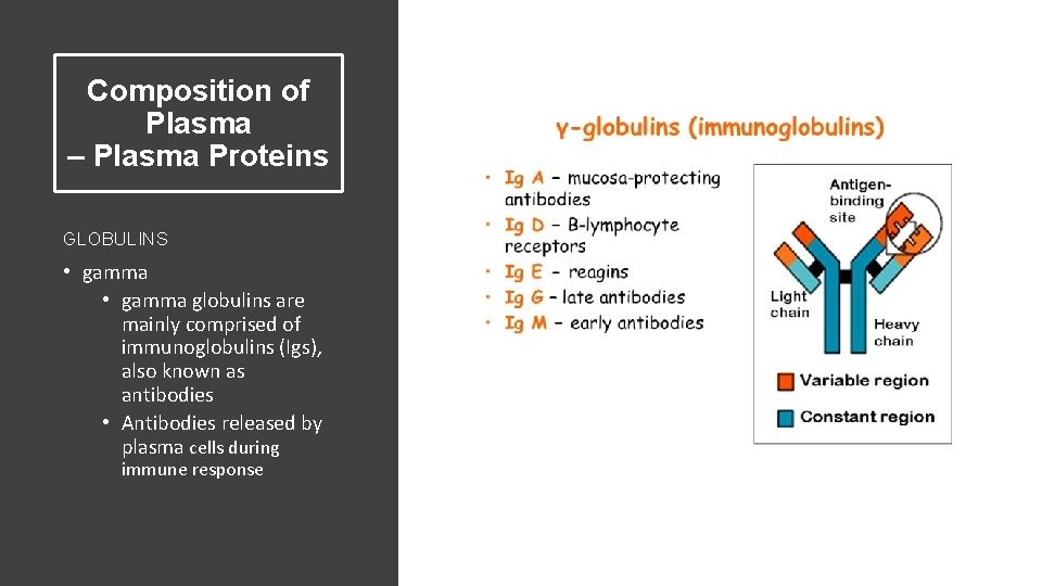 Composition of Plasma – Plasma Proteins GLOBULINS • gamma globulins are mainly comprised of