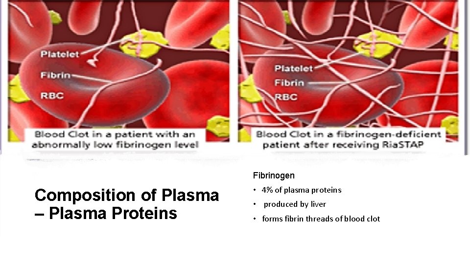 Fibrinogen Composition of Plasma – Plasma Proteins • 4% of plasma proteins • produced