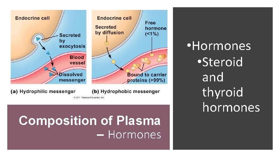 Composition of Plasma – Hormones • Steroid and thyroid hormones 