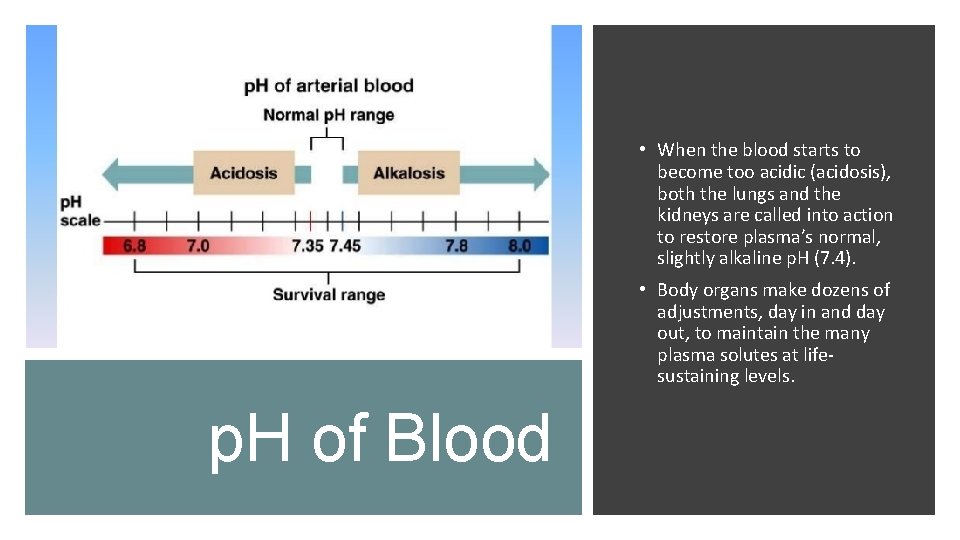  • When the blood starts to become too acidic (acidosis), both the lungs