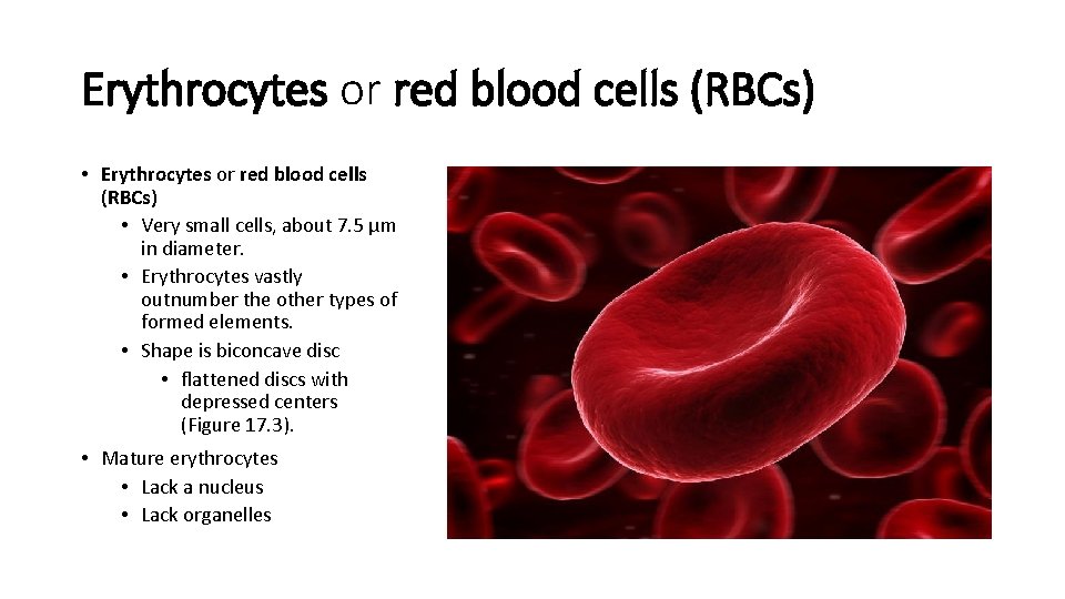 Erythrocytes or red blood cells (RBCs) • Very small cells, about 7. 5 μm