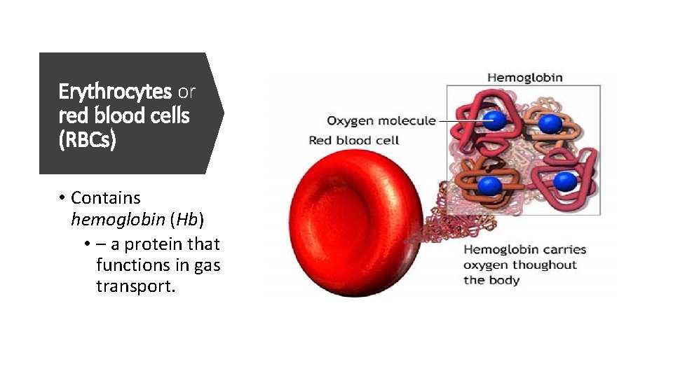 Erythrocytes or red blood cells (RBCs) • Contains hemoglobin (Hb) • – a protein