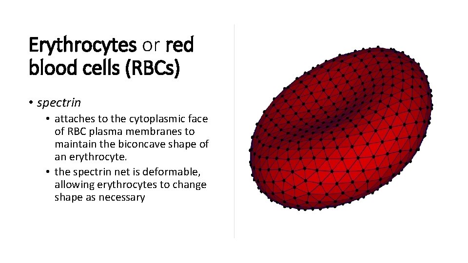 Erythrocytes or red blood cells (RBCs) • spectrin • attaches to the cytoplasmic face