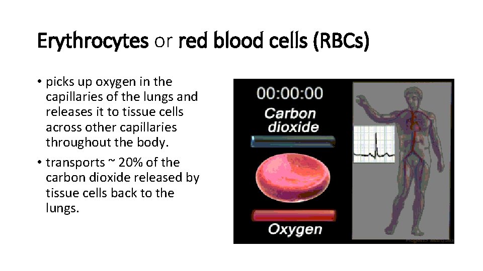 Erythrocytes or red blood cells (RBCs) • picks up oxygen in the capillaries of