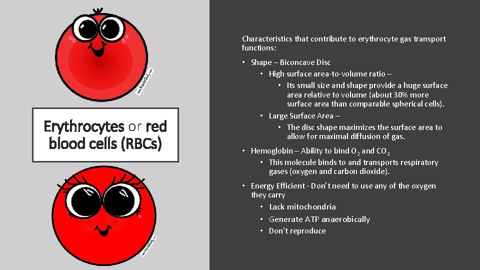 Characteristics that contribute to erythrocyte gas transport functions: Erythrocytes or red blood cells (RBCs)