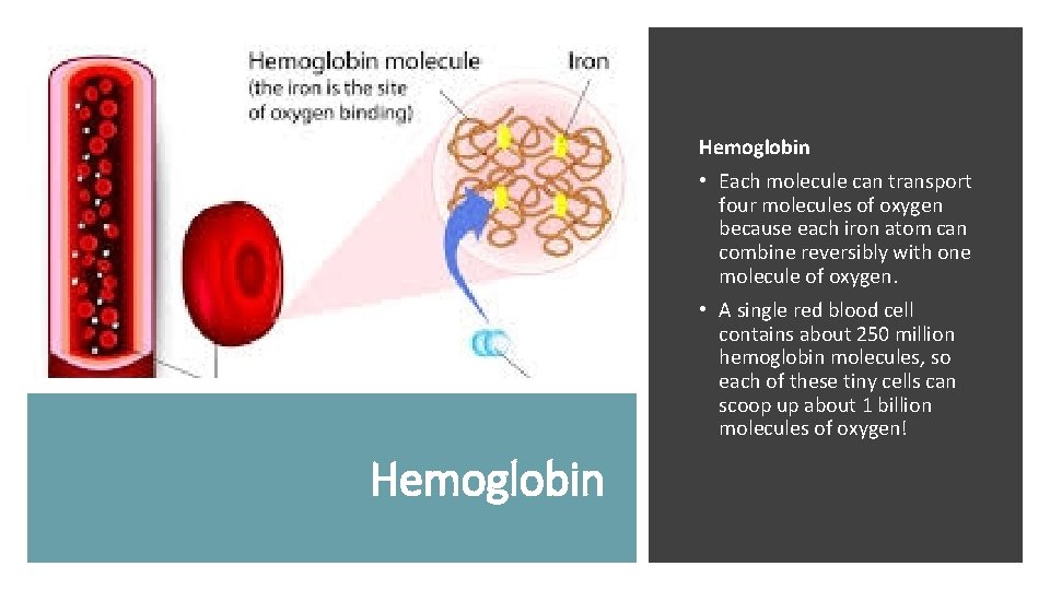 Hemoglobin • Each molecule can transport four molecules of oxygen because each iron atom