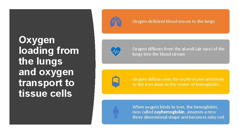 Oxygen-deficient blood moves to the lungs Oxygen loading from the lungs and oxygen transport