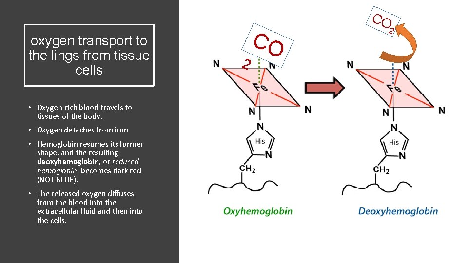oxygen transport to the lings from tissue cells • Oxygen-rich blood travels to tissues