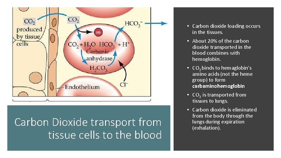  • Carbon dioxide loading occurs in the tissues. • About 20% of the