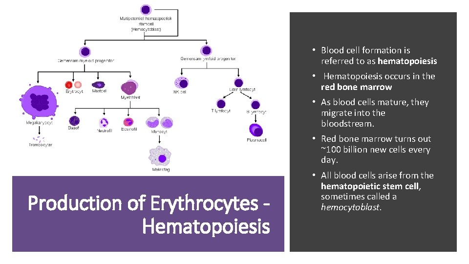  • Blood cell formation is referred to as hematopoiesis • Hematopoiesis occurs in