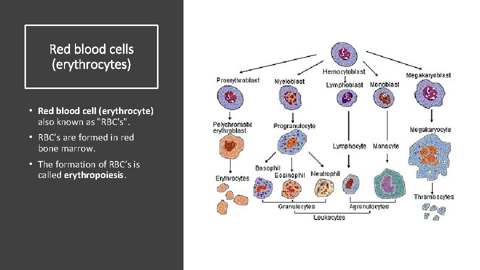 Red blood cells (erythrocytes) • Red blood cell (erythrocyte) also known as "RBC's". •