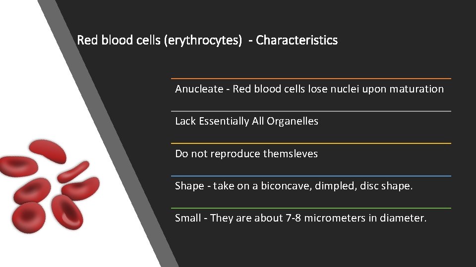 Red blood cells (erythrocytes) - Characteristics Anucleate - Red blood cells lose nuclei upon