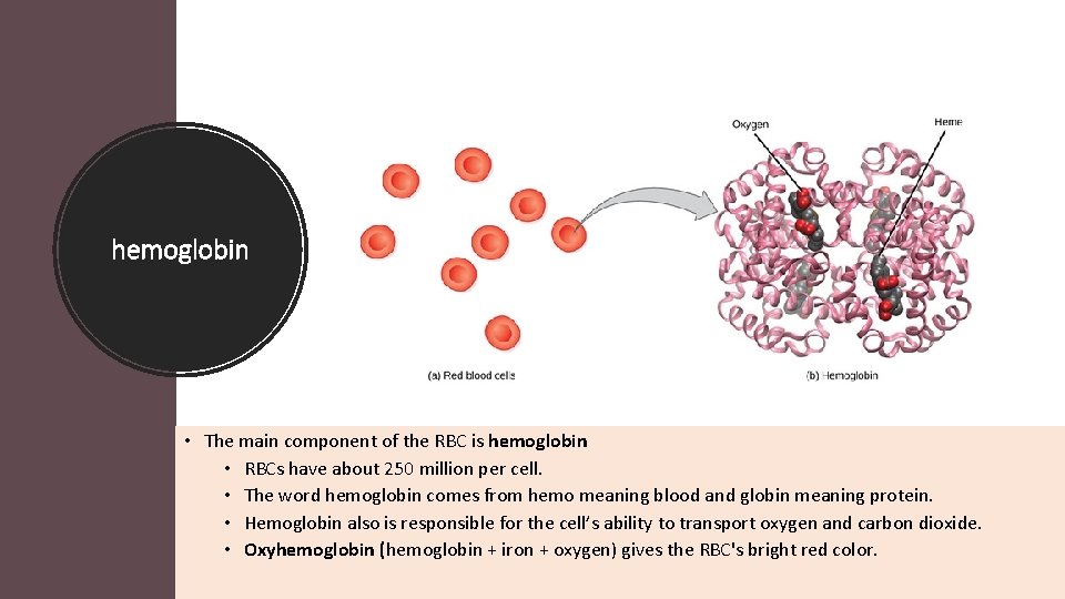 hemoglobin • The main component of the RBC is hemoglobin • RBCs have about
