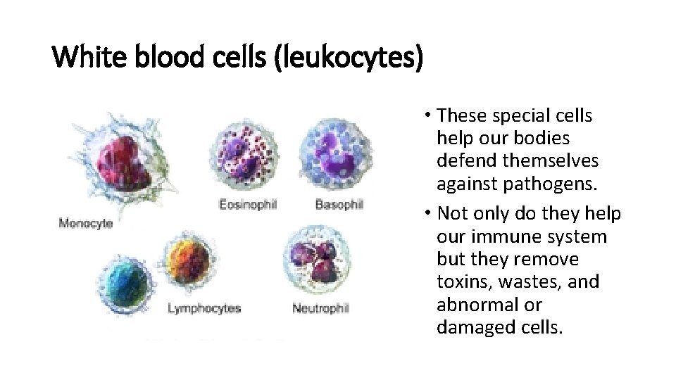 White blood cells (leukocytes) • These special cells help our bodies defend themselves against