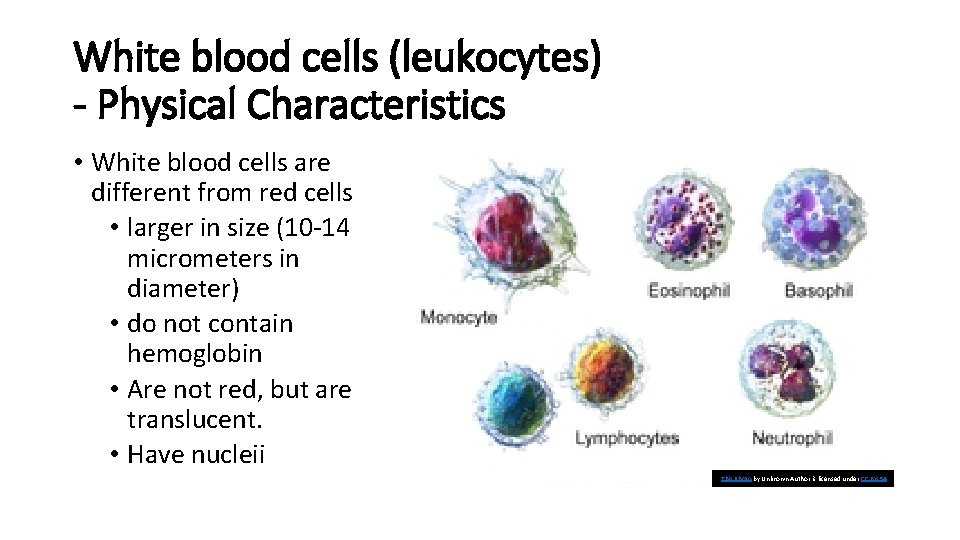White blood cells (leukocytes) - Physical Characteristics • White blood cells are different from