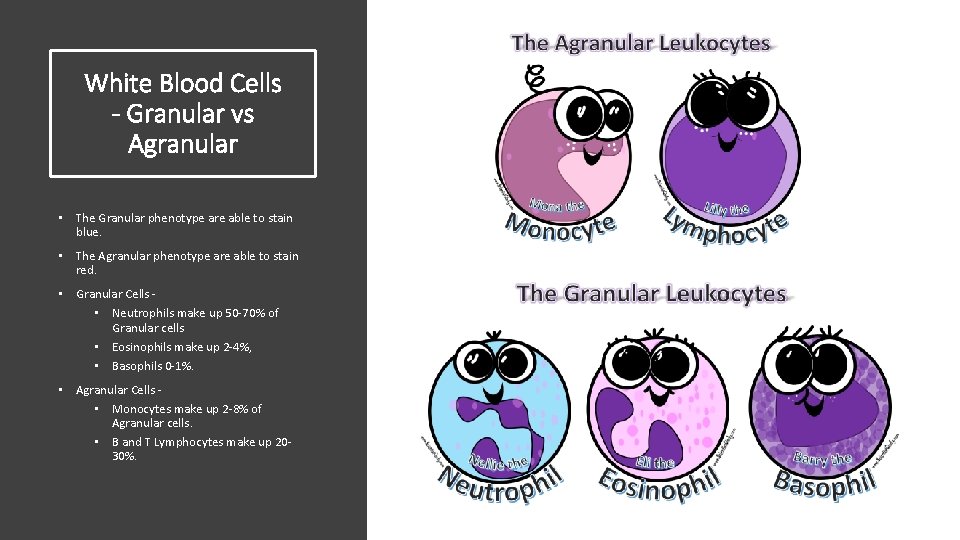 White Blood Cells - Granular vs Agranular • The Granular phenotype are able to