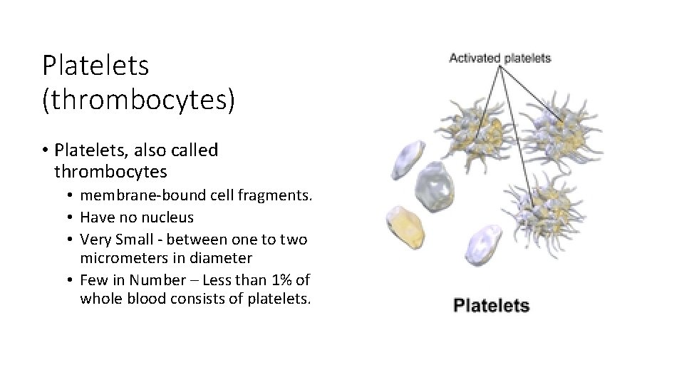 Platelets (thrombocytes) • Platelets, also called thrombocytes • membrane-bound cell fragments. • Have no