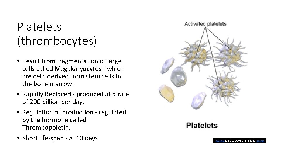 Platelets (thrombocytes) • Result from fragmentation of large cells called Megakaryocytes - which are