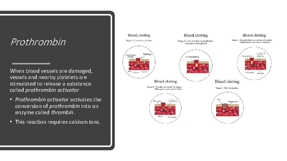Prothrombin When blood vessels are damaged, vessels and nearby platelets are stimulated to release