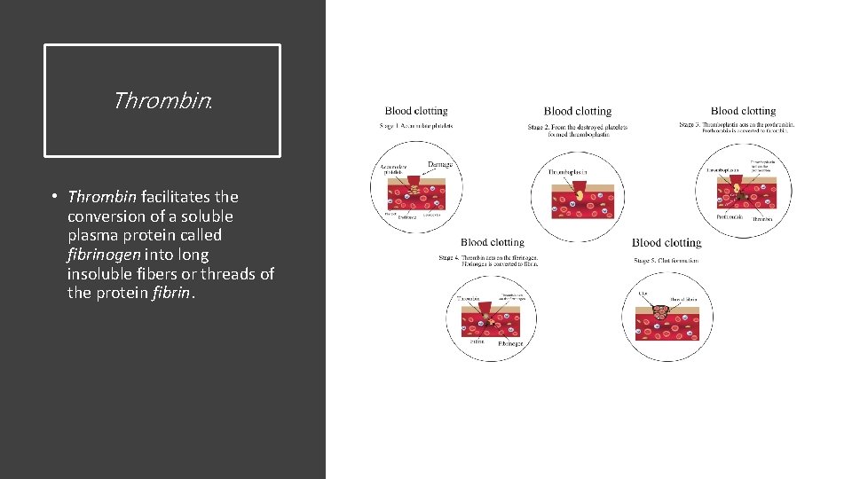 Thrombin: • Thrombin facilitates the conversion of a soluble plasma protein called fibrinogen into
