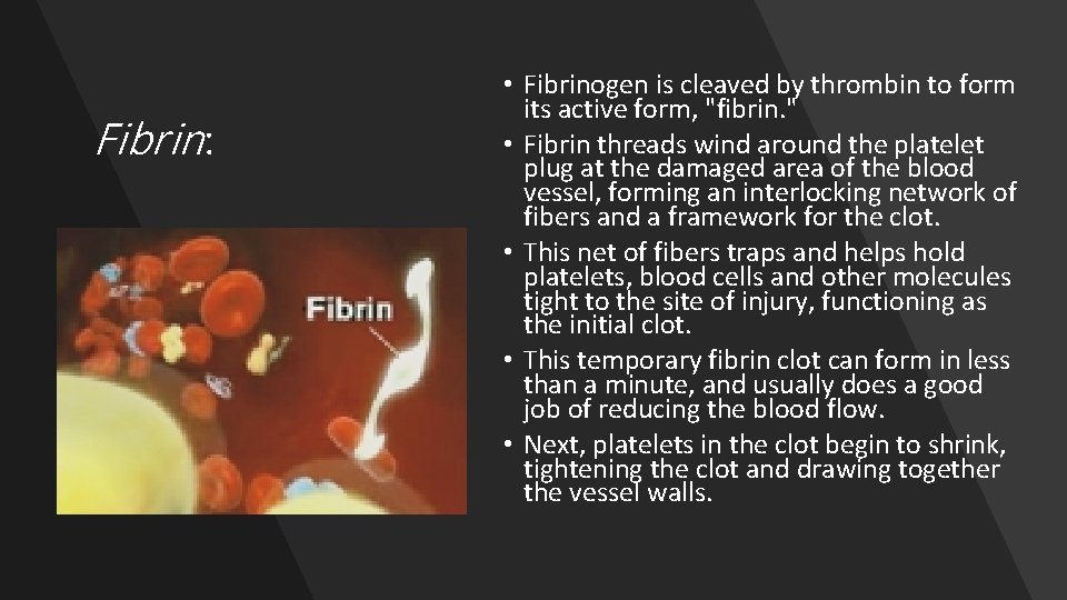 Fibrin: • Fibrinogen is cleaved by thrombin to form its active form, "fibrin. "