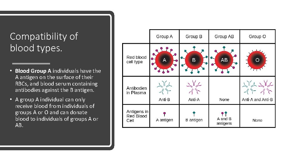 Compatibility of blood types. • Blood Group A individuals have the A antigen on