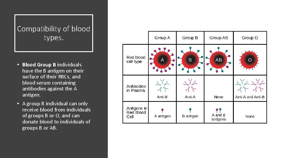 Compatibility of blood types. • Blood Group B individuals have the B antigen on