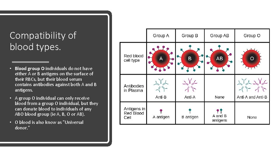 Compatibility of blood types. • Blood group O individuals do not have either A