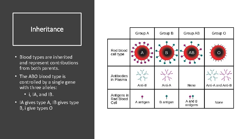 Inheritance • Blood types are inherited and represent contributions from both parents. • The