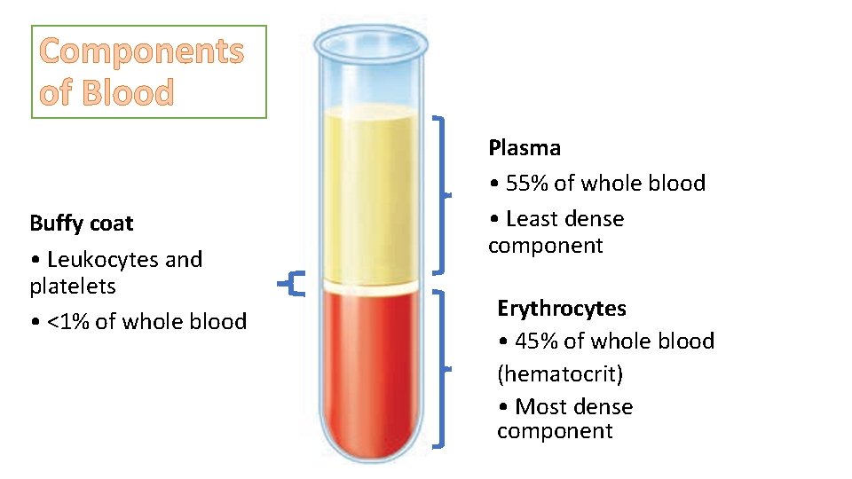 Components of Blood Buffy coat • Leukocytes and platelets • <1% of whole blood