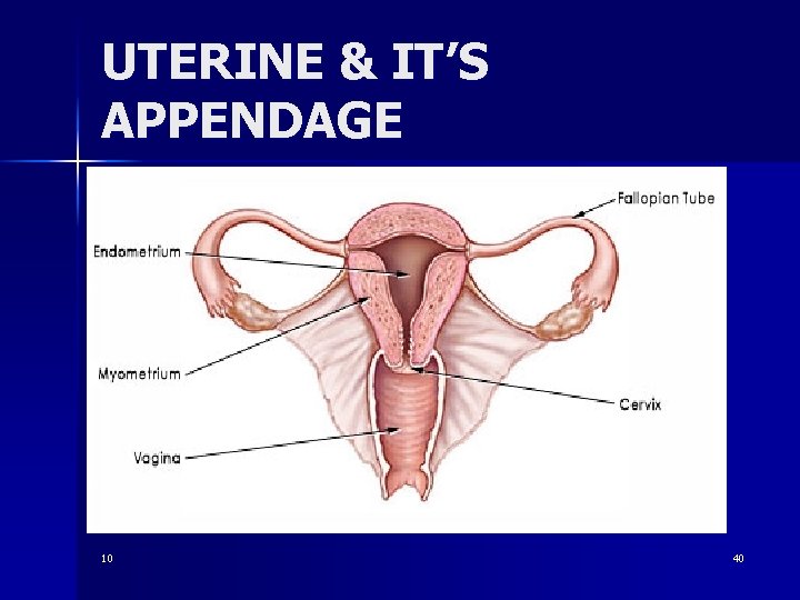 UTERINE & IT’S APPENDAGE 10 40 