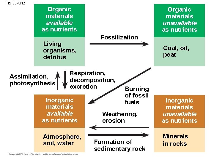 Fig. 55 -UN 2 Organic materials available as nutrients Living organisms, detritus Assimilation, photosynthesis