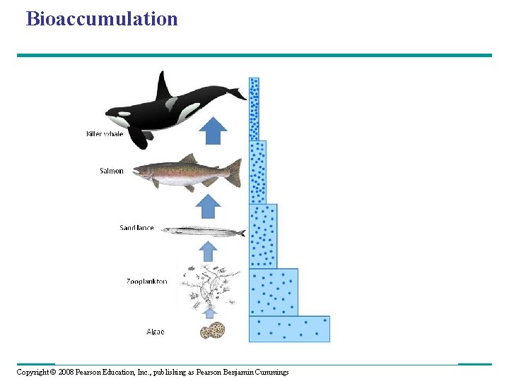 Bioaccumulation Copyright © 2008 Pearson Education, Inc. , publishing as Pearson Benjamin Cummings 