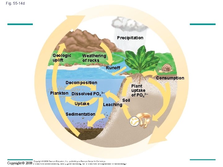 Fig. 55 -14 d Precipitation Geologic uplift Weathering of rocks Runoff Consumption Decomposition Plankton