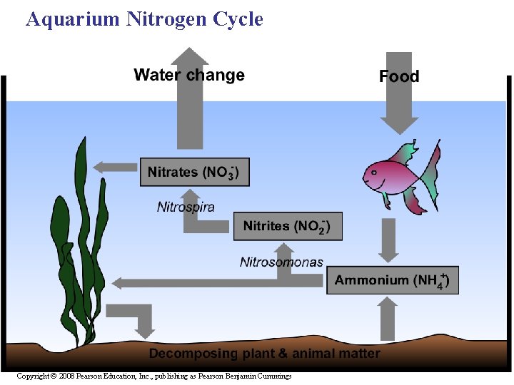 Aquarium Nitrogen Cycle Copyright © 2008 Pearson Education, Inc. , publishing as Pearson Benjamin