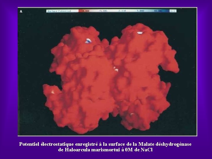 Potentiel électrostatique enregistré à la surface de la Malate déshydrogénase de Haloarcula marismortui à