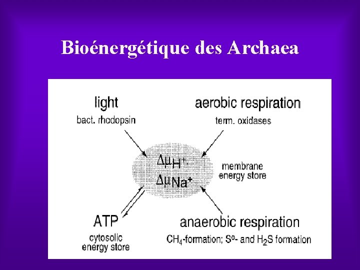 Bioénergétique des Archaea 