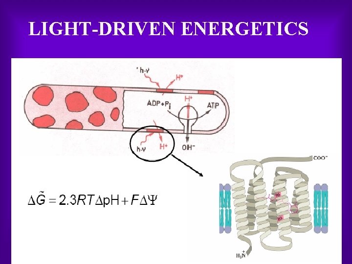 LIGHT DRIVEN ENERGETICS 