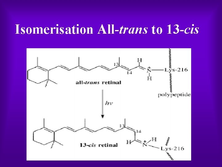 Isomerisation All trans to 13 cis 