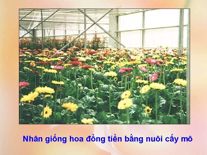 Nhân giống hoa đồng tiền bằng nuôi cấy mô 