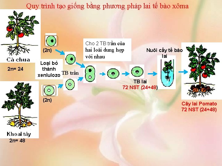 Quy trình tạo giống bằng phương pháp lai tế bào xôma Cho 2 TB