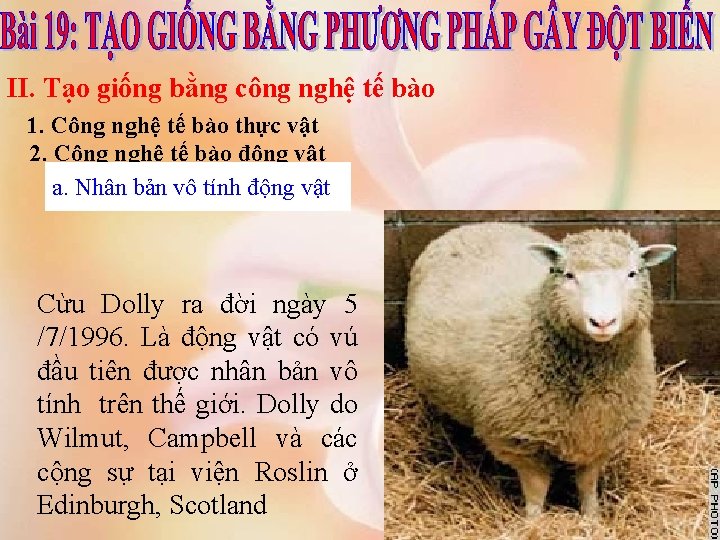 II. Tạo giống bằng công nghệ tế bào 1. Công nghệ tế bào thực