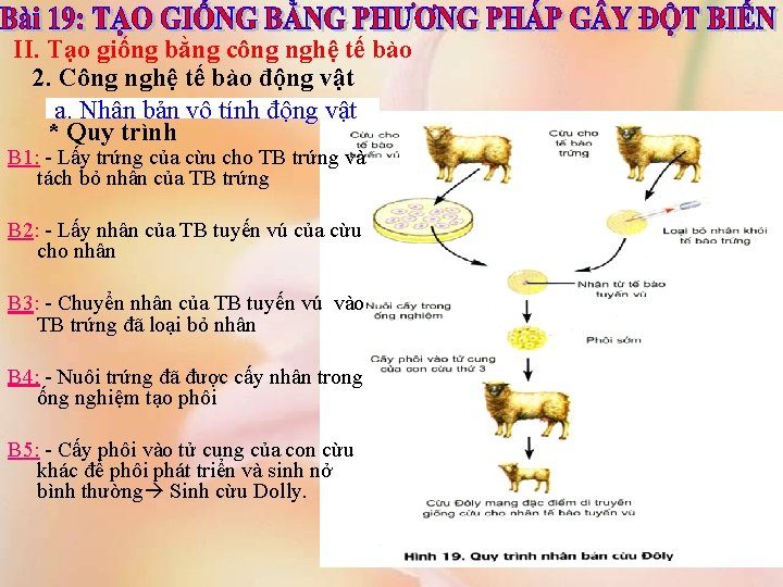 II. Tạo giống bằng công nghệ tế bào 2. Công nghệ tế bào động